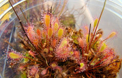 Drosera anglica (Kanaele Bog, Kaua'i, Hawaii)