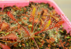 Drosera anglica (Kanaele Bog, Kauai, HI)