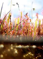 Drosera anglica in habitat at Alaka'i Swamp, Kaua'i, Hawaii