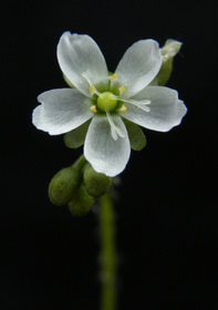 Drosera anglica white flower by  Rosťa Kracík