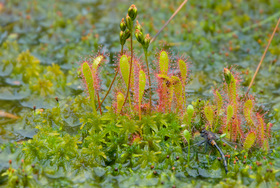 Drosera anglica growing in sopping wet sphagnum in habitat at Mustasuo, Hausjärvi, Southern Finland.