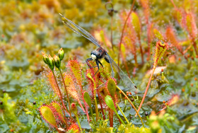 Drosera anglica with White-faced Darter sopping wet sphagnum in habitat at Mustasuo, Hausjärvi, Southern Finland.