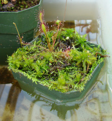 Drosera anglica (Kanaele Bog, Kaua'i, Hawaii) water level flooded waterlogged