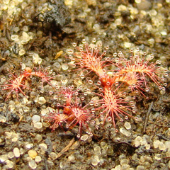 Drosera ascendens (Bandeira Peak), young seedlings