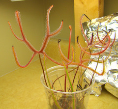 Drosera binata var. dichotoma 'Giant'