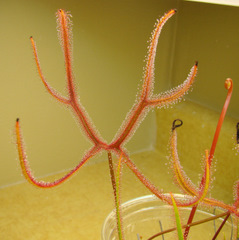 Drosera binata var. dichotoma 'Giant'