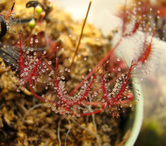 Drosera binata var. dichotoma "T-form" young leaf cuttings