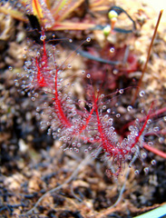 Drosera binata var. dichotoma "T-form"