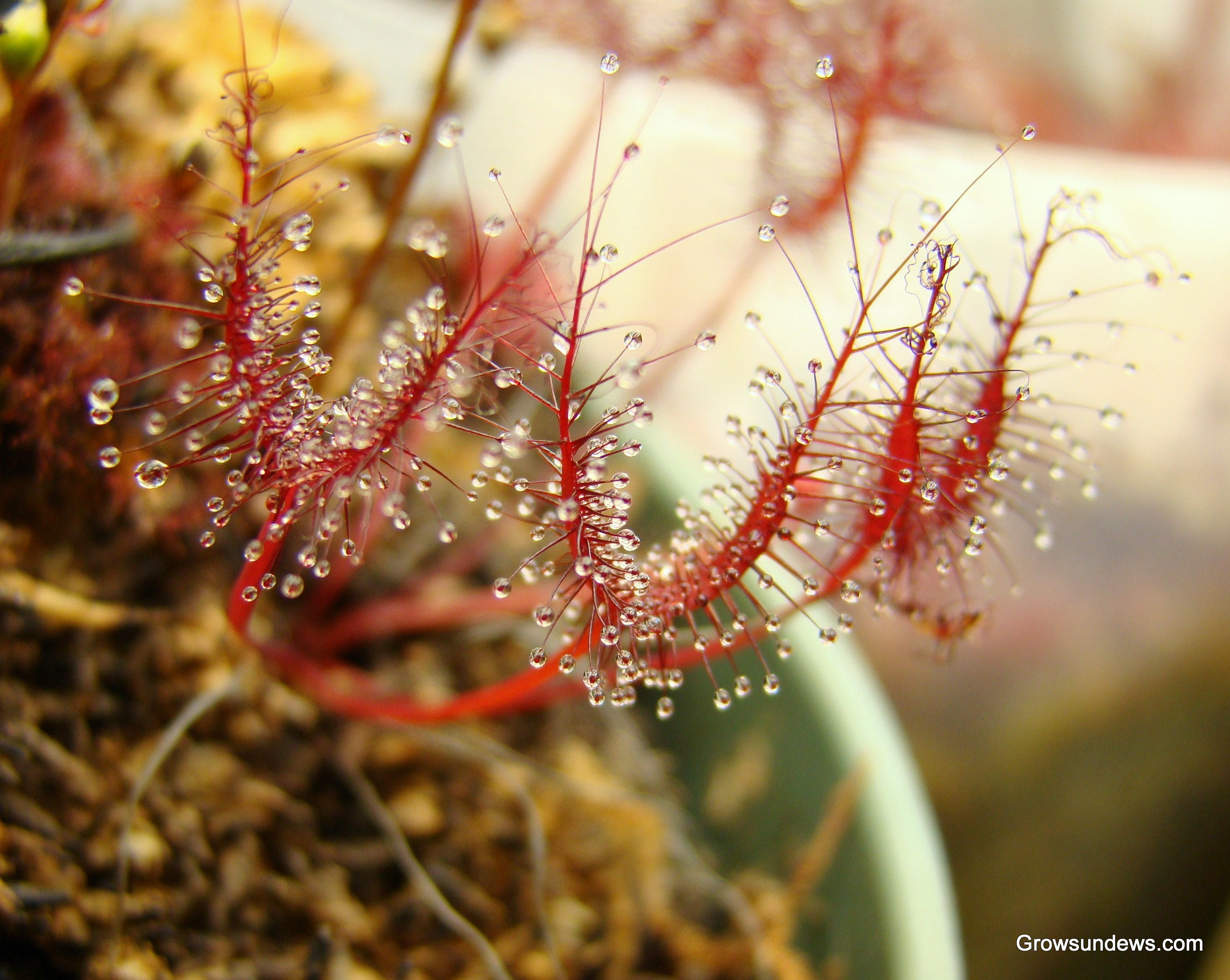 40 graines Droséra carnivore Drosera binata dichotoma E49 FORKED SUNDEW SEEDS 