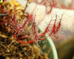 a young Drosera binata var. dichotoma "T-form" from leaf cuttings