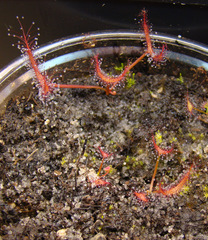 Drosera binata (Tairua Bog, NZ)