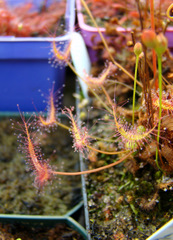 Drosera binata (Tairua Bog, NZ)