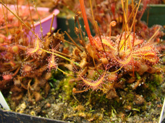 Drosera binata (Tairua Bog, NZ) weed seedling