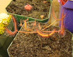 Drosera binata (Tairua Bog, NZ)