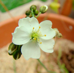 Drosera binata 'Marston Dragon' flower