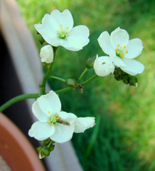 Drosera binata var. dichotoma "T-form" flowers