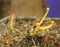 Drosera binata leaf deformation