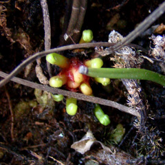 Drosera binata var. dichotoma "T-form" dormant hibernaculum