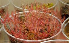 6-month old Drosera binata var. dichotoma "T-form" leaf cuttings