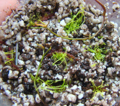 Drosera binata var. dichotoma "T-form" leaf cuttings 6-4-08