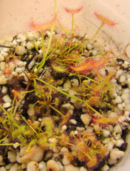 Drosera binata var. dichotoma "T-form" leaf cuttings 7-1-08