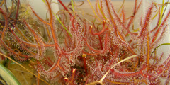 Drosera binata var. multifida "extrema"