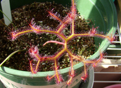 Drosera binata var. multifida "extrema"