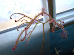 Drosera binata var. multifida "extrema"