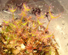 Drosera binata (Tairua Bog, New Zealand) seedlings