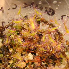 Drosera binata (Tairua Bog, New Zealand) seedlings