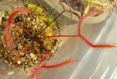 Drosera binata var. dichotoma 'Giant'