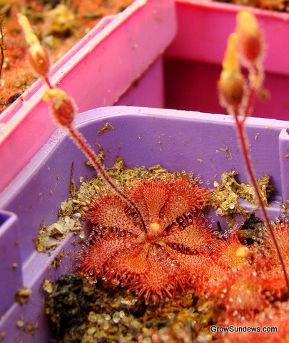 Drosera_brevifolia_Hampstead_NC_best_post.JPG