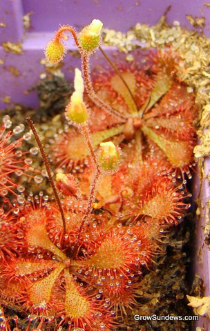 angle_Drosera_Brevifolia_post.JPG