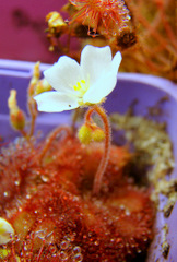 Drosera sp. "Lantau Island Hybrid" in high resolution