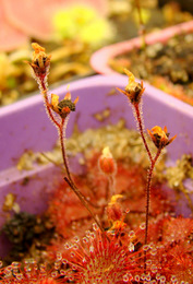 Drosera brevifolia ripe flower stalks