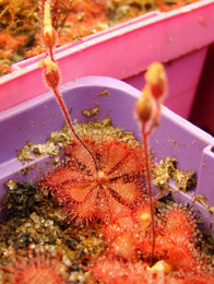 Drosera brevifolia ripe flower stalks