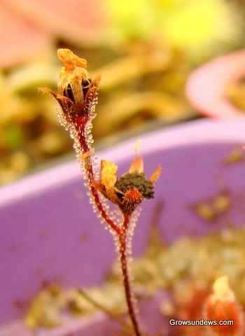 seed_pods_closeup_Drosera_brevifolia_post.JPG