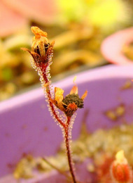 Drosera brevifolia ripe flower stalks close-up