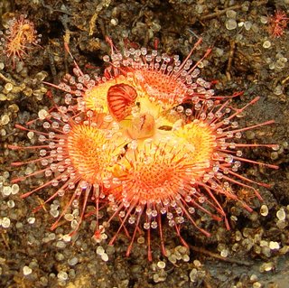 Drosera burmannii snap tentacles