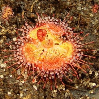 Drosera burmannii seedling after 2 months