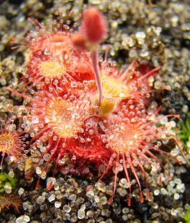 Drosera burmannii is the second-fastest-trapping sundew