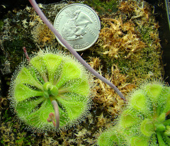 Drosera burmannii large plant 9 months old grown from seed
