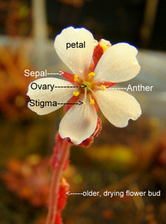 Sundew flower diagram Drosera leaf anatomy basic