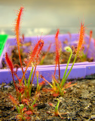 Drosera camporupestris