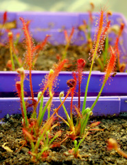 Drosera camporupestris