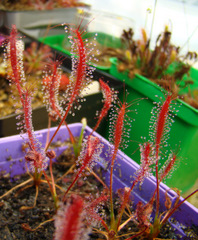 Drosera camporupestris