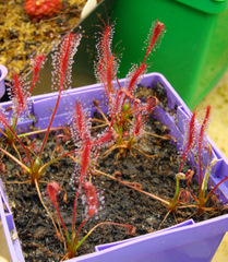 Drosera camporupestris