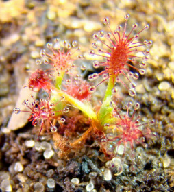 Drosera camporupestris