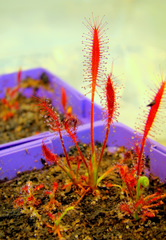 Drosera camporupestris