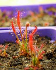 Drosera camporupestris